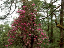 Forêt de rhododendrons, Himalaya